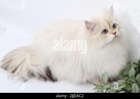 Chaton en poils longs britannique de couleur argent sur fond noir. Joli chaton moelleux aux yeux bleus. Animaux domestiques dans une maison confortable. Bannière Web de la vue de dessus en bas. Drôle Banque D'Images