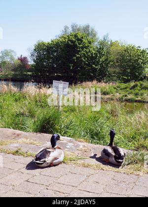 Deux canards colverts mâles, assis sur un sentier pavé au bord de la rivière, regardant un panneau de la faune, dans les herbes et les plantes de la rive. Banque D'Images