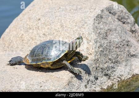 La tortue peintre se bronzant sur un rocher Banque D'Images