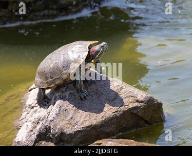 La tortue peintre se bronzant sur un rocher Banque D'Images