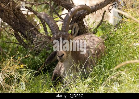 La Herradurra, Almuneca, Andalousie, Espagne. Jeune Ibex ibérique masculin parlant l'ombre sous un arbre lors d'un après-midi chaud en Andalousie, Espagne. 8th mai Banque D'Images