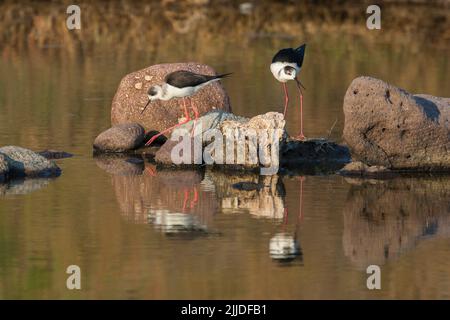 Pilotis à ailes noires Himantopus himantopus, mâle et femelle adultes, fourrage dans les marais, Bassins salins Kalloni, Lesvos en avril. Banque D'Images