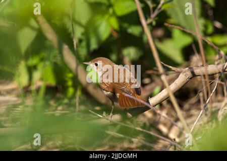 Commune nightingale Luscinia megarhynchos, recherche de nourriture dans la sous-croissance, Lesvos, Grèce, avril Banque D'Images