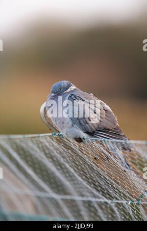 Pigeon à bois commun Columba Palumbus, adulte perché sur la clôture, Slimbridge, Gloucestershire, Royaume-Uni, Banque D'Images