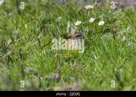 Corncrake Crex Crex Crex Crex, adulte, hunked in Short Grassland, North Uist, Outer Hebrides, Royaume-Uni en mai Banque D'Images