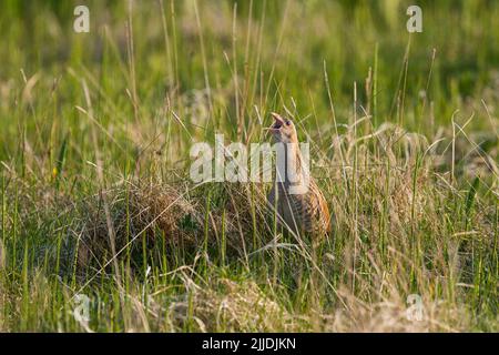 Corncrake Crex Crex Crex, adulte, appel parmi les graminées, North Uist, Hebrides extérieures, Royaume-Uni en mai Banque D'Images