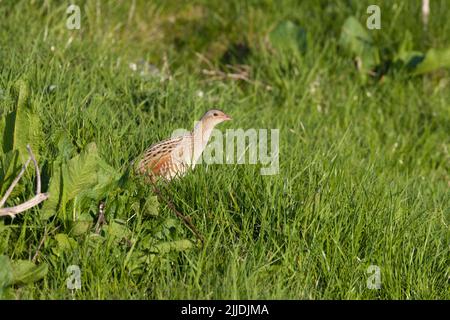 Corncrake Crex Crex Crex Crex, adulte, debout dans les prairies ouvertes, North Uist, Outer Hebrides, Royaume-Uni en mai Banque D'Images