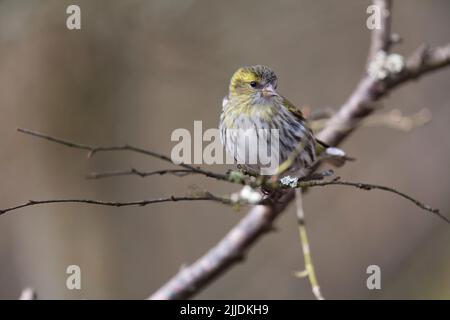 Carduelis spinus, femelle adulte perchée sur la branche, Glenmore, Highlands, Écosse, avril Banque D'Images