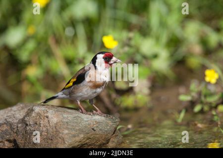 European goldfinch Carduelis carduelis, adulte en bord de route piscine, Agiasos, Lesvos, Grèce, avril Banque D'Images