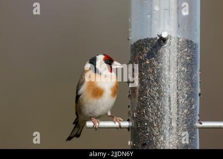 Carduelis carduelis, adulte perché sur le doseur de graines de nyjer, Puxton Moor, Weston-Super-Mare, Somerset, Royaume-Uni, Mars Banque D'Images