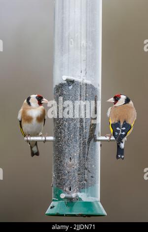 Carduelis carduelis, adultes perchés sur le mangeoire à graines de nyjer, Puxton Moor, Weston-Super-Mare, Somerset, Royaume-Uni, Mars Banque D'Images