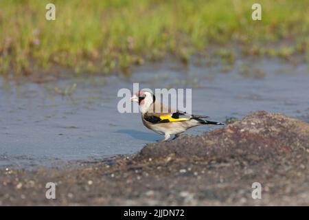 Carduelis carduelis, adulte près de la piscine en bord de route, moules à sel de Kalloni, Lesvos, Grèce, avril Banque D'Images