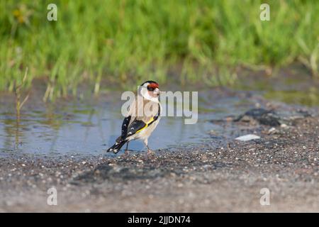 Carduelis carduelis, adulte près de la piscine en bord de route, moules à sel de Kalloni, Lesvos, Grèce, avril Banque D'Images