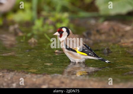 European goldfinch Carduelis carduelis, adulte buvant de la piscine en bord de route, Agiasos, Lesvos, Grèce, avril Banque D'Images