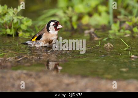 European goldfinch Carduelis carduelis, baignade pour adultes dans la piscine en bord de route, Agiasos, Lesvos, Grèce, avril Banque D'Images