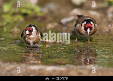 European goldfinch Carduelis carduelis, adultes buvant de la piscine en bord de route, Agiasos, Lesvos, Grèce, avril Banque D'Images