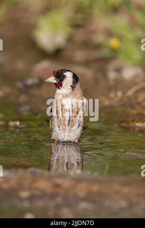 European goldfinch Carduelis carduelis, baignade pour adultes dans la piscine en bord de route, Agiasos, Lesvos, Grèce, avril Banque D'Images