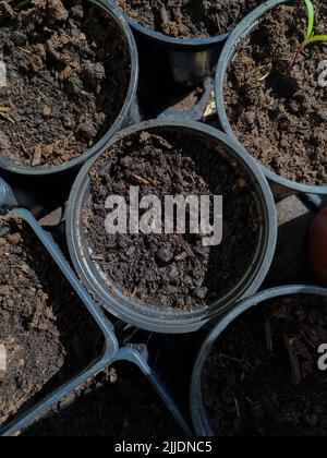 Pousses et semis dans de petites tasses et récipients. Arrière-plan de jardinage. Petite plantation au seuil de la fenêtre. Banque D'Images