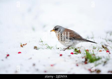 Fieldfare Turdus pilaris, forgeage adulte dans la neige, Weston-Super-Mare, Somerset, Royaume-Uni, janvier Banque D'Images