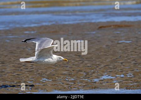 Goéland argenté européen (Larus argentatus) volant au-dessus d'une plage de sable à marée basse / ebb le long de la côte de la mer du Nord en été Banque D'Images