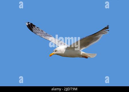 Goéland argenté européen (Larus argentatus) en vol contre le ciel bleu en été Banque D'Images