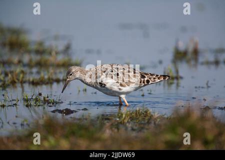 Ruff Philomachus pugnax, premier homme d'été, fourrager dans un champ inondé, Tealham Moor, Somerset, Royaume-Uni, mars Banque D'Images