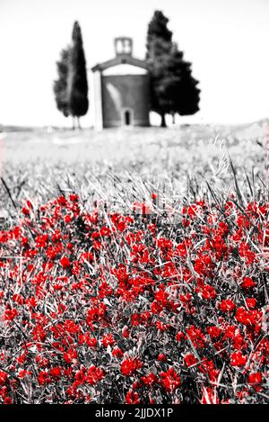 Chapelle de la Madonna di Vitaleta entre deux cyprès entourés de champs fleuris. Val d’Orcia, Toscane, Italie. Photo rétro rouge noir blanc Banque D'Images