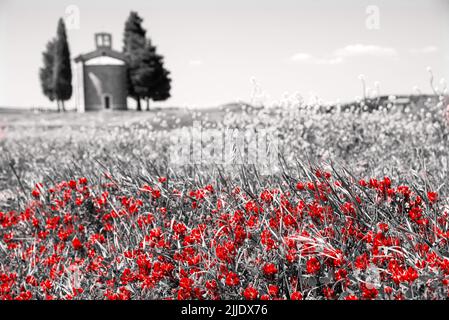 Chapelle de la Madonna di Vitaleta entre deux cyprès entourés de champs fleuris. Val d’Orcia, Toscane, Italie. Photo rétro rouge noir blanc Banque D'Images