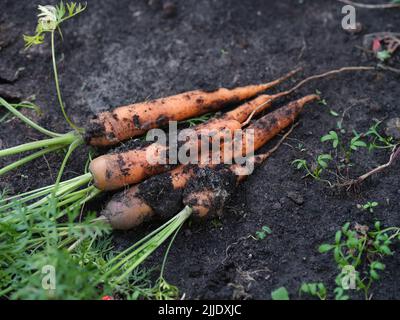 Carottes biologiques fraîchement récoltées au sol. Gros plan. Banque D'Images