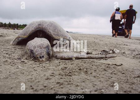 cimetière de tortues sur la plage Banque D'Images