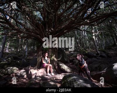 Une femelle trekker avec son chien Labrador Retriever au chocolat assis ou méditant sous un arbre de yew vieux de plusieurs siècles, appelé le « Yew of the Path ». Banque D'Images