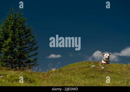 Planer un taureau dans les montagnes sur l'herbe verte avec des pierres blanches et le ciel bleu sur le fond Banque D'Images