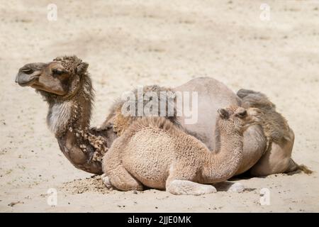 Un chameau et un petit chameau se trouvent sur le sable chaud les uns à côté des autres. Famille de chameaux en gros plan dans le désert Banque D'Images