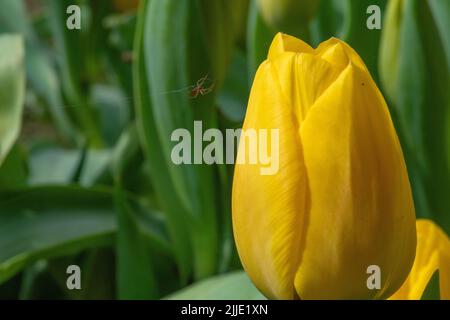 Gros plan d'une petite araignée noire rampant sur le bord de la tulipe jaune pétale. Fleurs de tulipe jaune avec feuilles vertes dans le jardin Banque D'Images