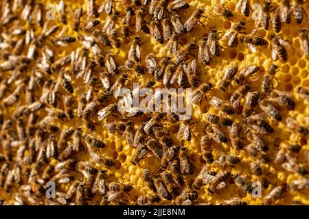 Les abeilles sur un cadre avec des alvéoles scellées de gros plan avec une mise au point sélective et un flou artistique Banque D'Images