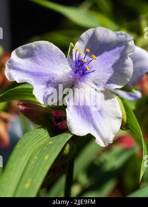 Fleurs blanches et bleues centrées en Fethery de l'été en fleurs vivaces et endurcis, Tradescantia (Groupe Andersoniana) 'Iris Pritchard' Banque D'Images