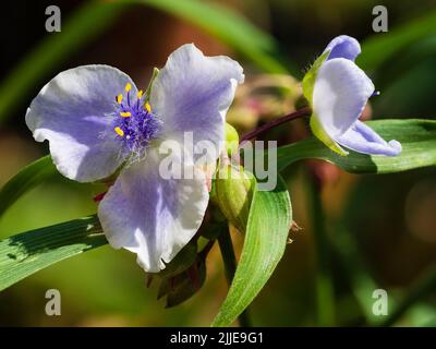 Fleurs blanches et bleues centrées en Fethery de l'été en fleurs vivaces et endurcis, Tradescantia (Groupe Andersoniana) 'Iris Pritchard' Banque D'Images