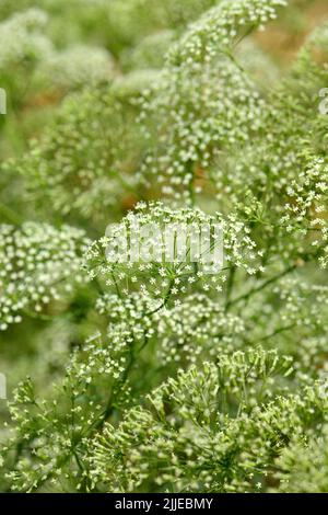 Sickleweed, feuille de long, Gemeine Sichelmöhre, Sicheldolde, commune falcaire, Falcaria vulgaris, sarlófű, Budapest, Hongrie, Magyarország, Europe Banque D'Images