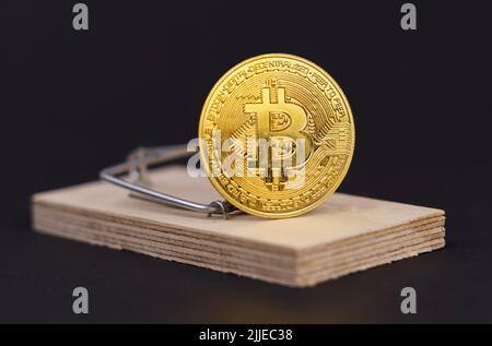 Un bitcoin d'or est comme un appât dans un mousetrap. Concept de risque avec crypto-monnaie. Banque D'Images