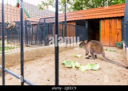 Wallaby à col rouge (Notamacropus rufogriseus) en captivité, Radpuszta, Balaton, Balatonlelle, Hongrie Banque D'Images