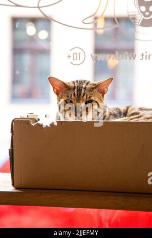 Chat Bengale dans une boîte au Neko Cafe, Torun, Pologne Banque D'Images