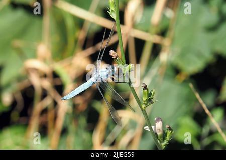 Skimmer du Sud, Südlicher Blaupfeil, Orthétrum brun, Orthetrum brunneum, pataki szitakötő, Homme, Budapest, Hongrie, Magyarország, Europe Banque D'Images