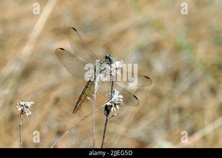 Skimmer du Sud, Südlicher Blaupfeil, Orthétrum brun, Orthetrum brunneum, pataki szitakötő, Femme, Budapest, Hongrie, Magyarország, Europe Banque D'Images