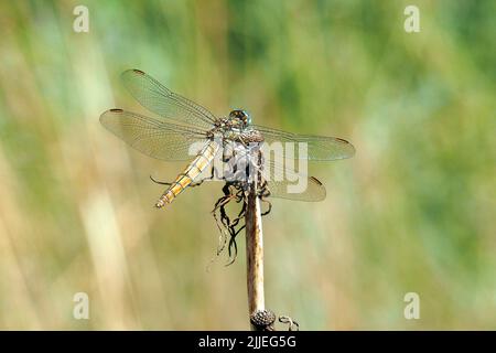 Skimmer du Sud, Südlicher Blaupfeil, Orthétrum brun, Orthetrum brunneum, pataki szitakötő, Femme, Budapest, Hongrie, Magyarország, Europe Banque D'Images