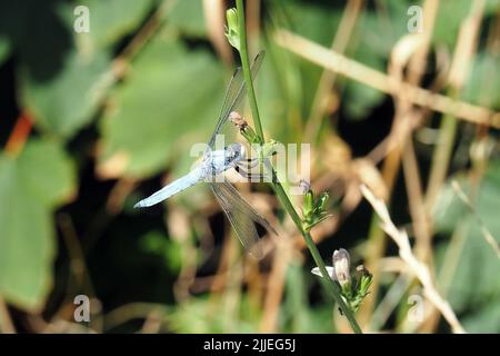 Skimmer du Sud, Südlicher Blaupfeil, Orthétrum brun, Orthetrum brunneum, pataki szitakötő, Homme, Budapest, Hongrie, Magyarország, Europe Banque D'Images