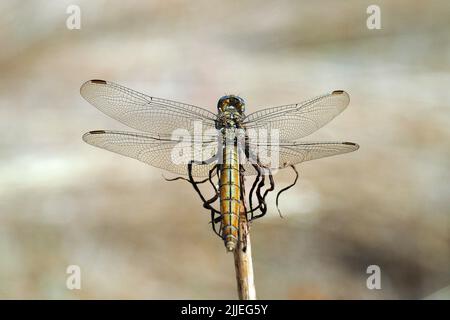 Skimmer du Sud, Südlicher Blaupfeil, Orthétrum brun, Orthetrum brunneum, pataki szitakötő, Femme, Budapest, Hongrie, Magyarország, Europe Banque D'Images