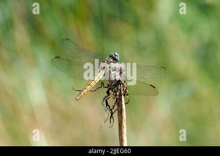 Skimmer du Sud, Südlicher Blaupfeil, Orthétrum brun, Orthetrum brunneum, pataki szitakötő, Femme, Budapest, Hongrie, Magyarország, Europe Banque D'Images