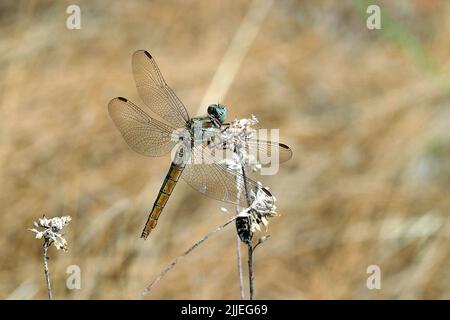 Skimmer du Sud, Südlicher Blaupfeil, Orthétrum brun, Orthetrum brunneum, pataki szitakötő, Femme, Budapest, Hongrie, Magyarország, Europe Banque D'Images