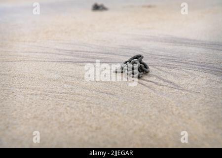 Lugworm moulages sur la plage de Ventry Bay dans le comté de Kerry, en Irlande Banque D'Images