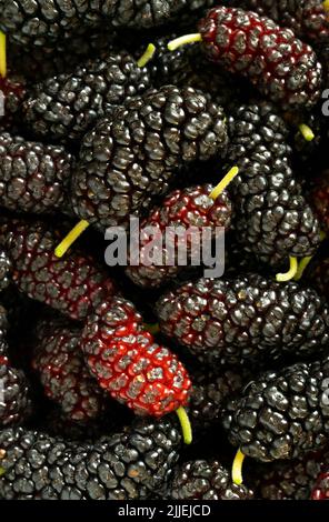Gros plan vue de dessus photo de mûres fraîches rouges et noires mûres mûres mûres. Banque D'Images